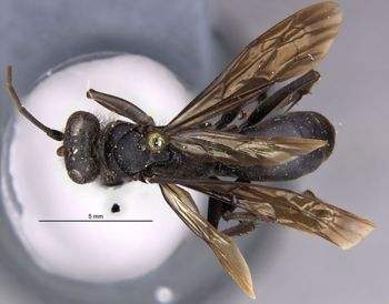 Media type: image;   Entomology 13688 Aspect: habitus dorsal view